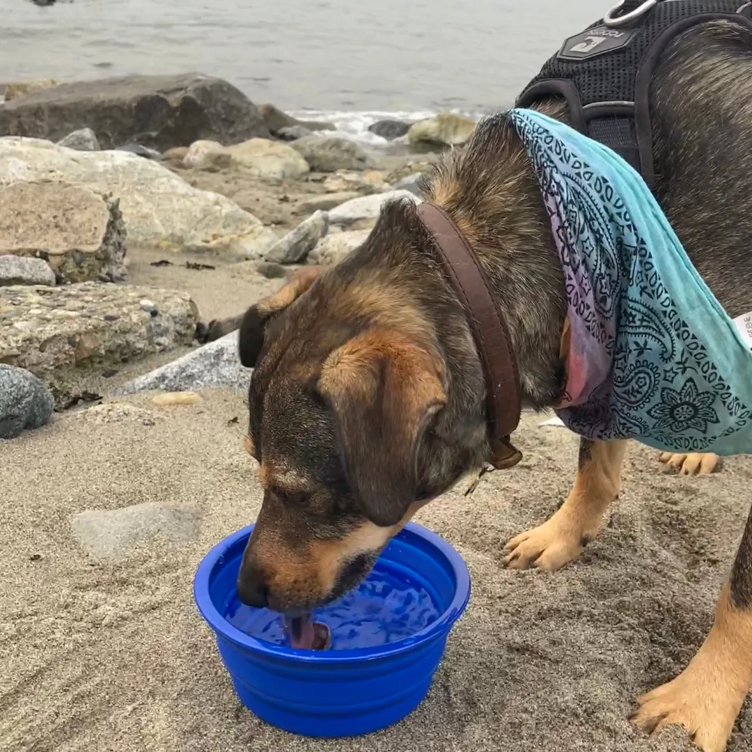 Collapsible Pet Bowl